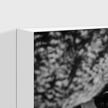 Load image into Gallery viewer, Wildlife : Three