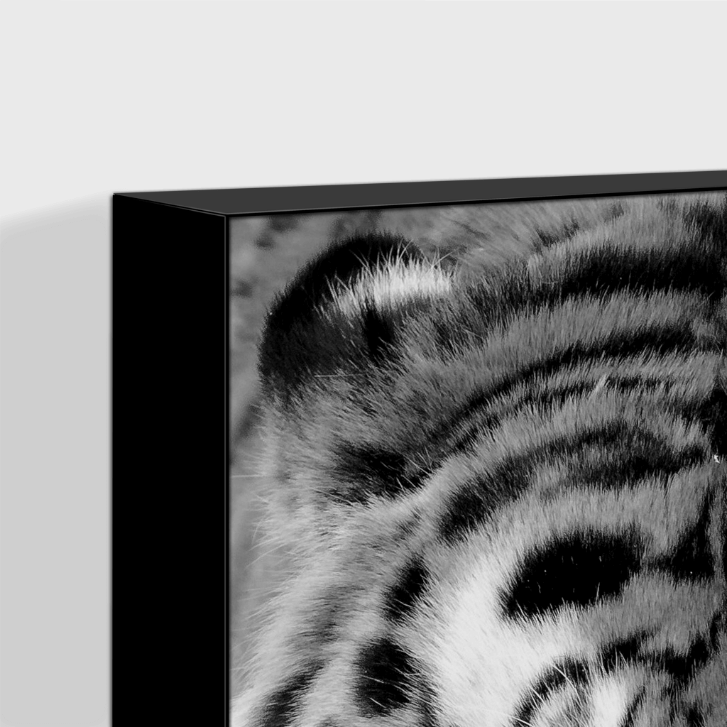 Wildlife : Four