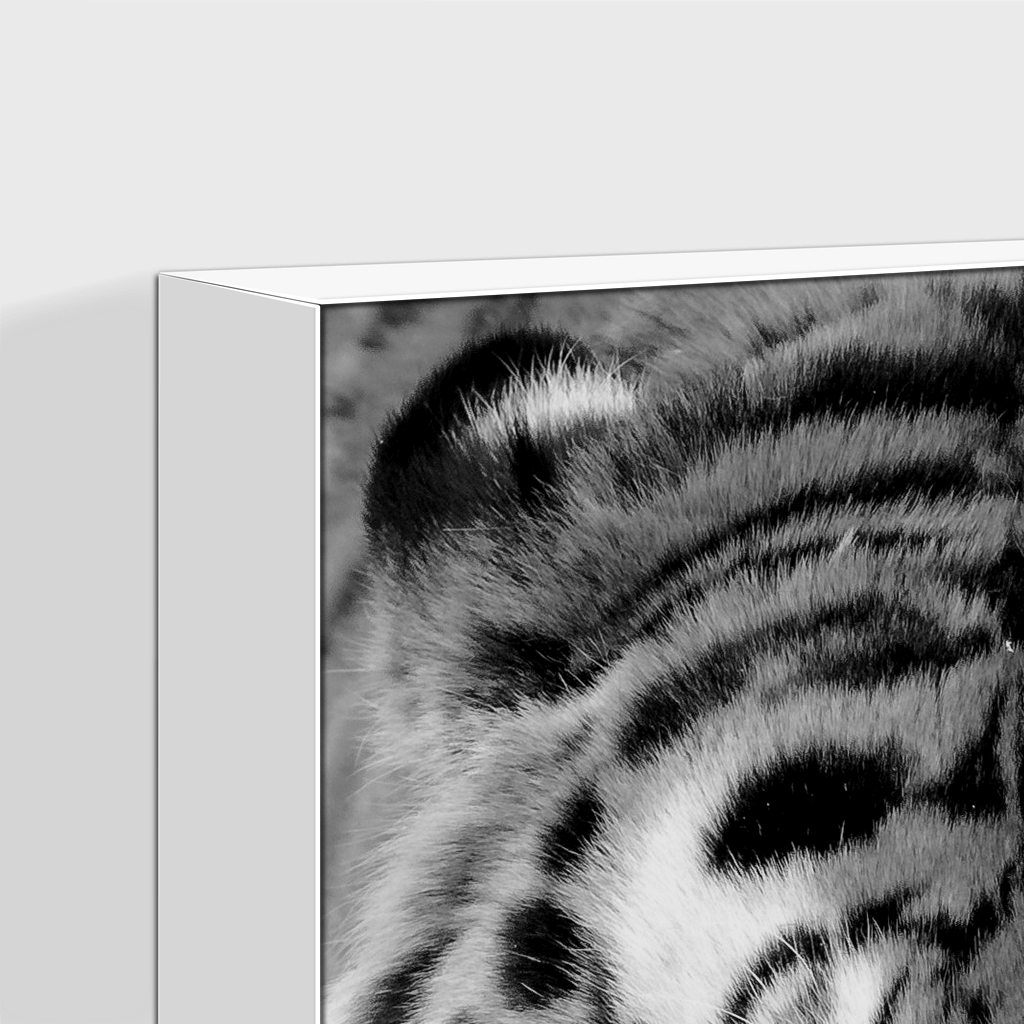 Wildlife : Four