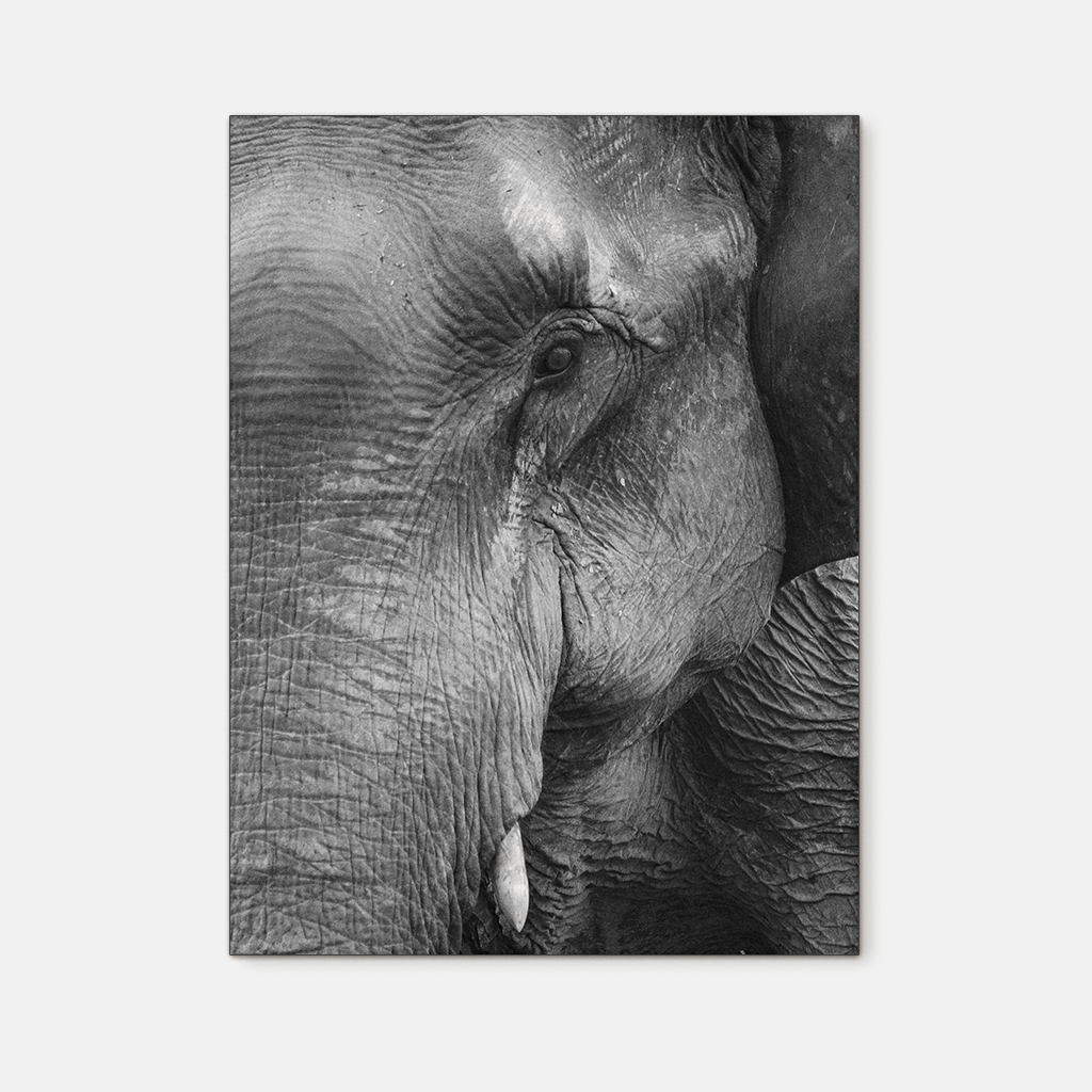 Wildlife : Two