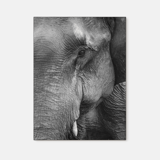 Wildlife : Two