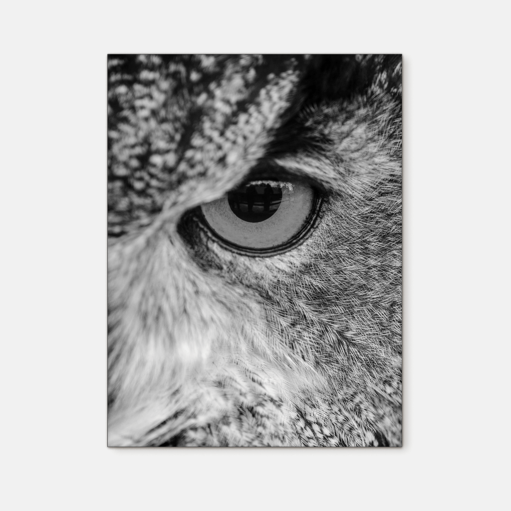Wildlife : Three