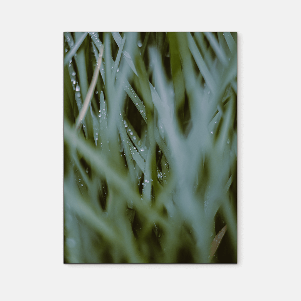 Leaves : Two