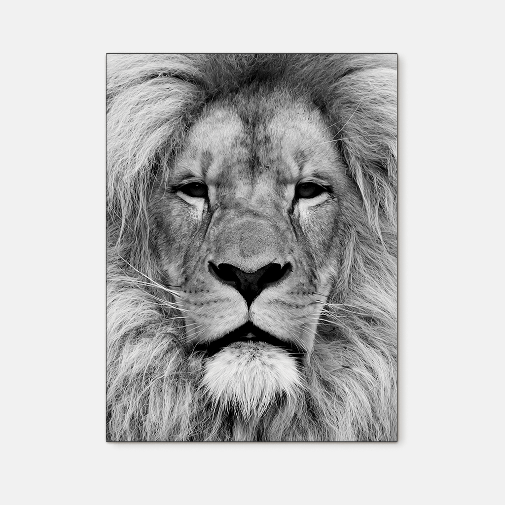 Wildlife : One