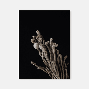 Dried flowers : Four
