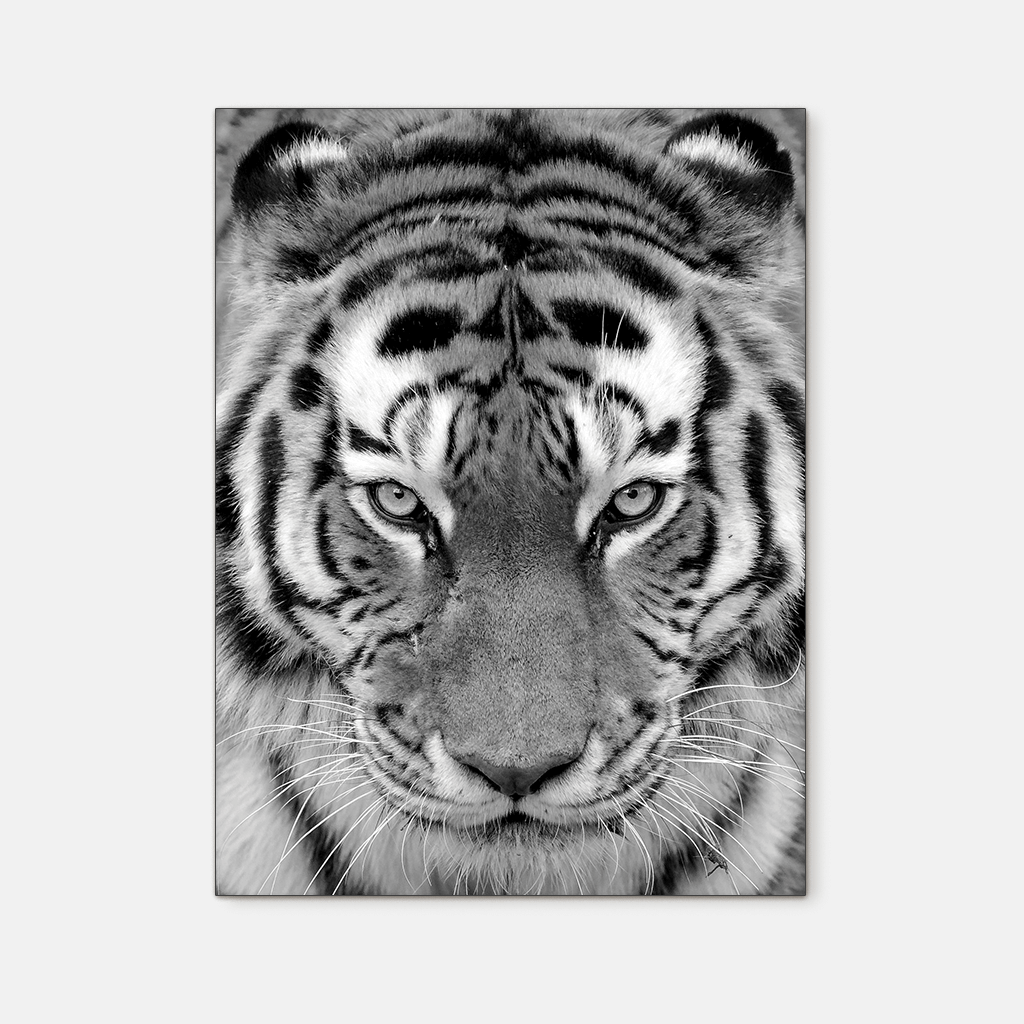 Wildlife : Four